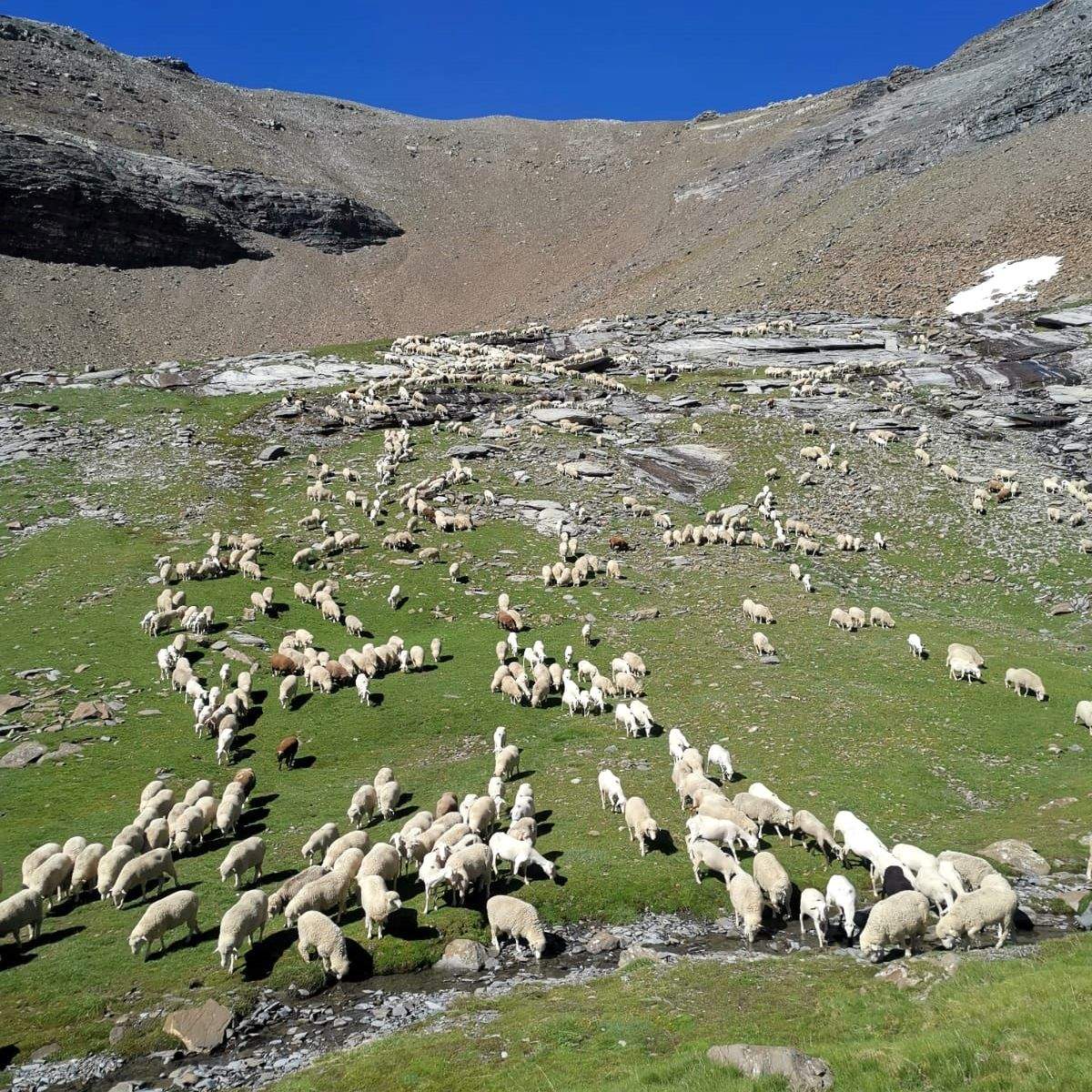 Rebaño de los hermanos Sorrosal en el puerto de Góriz. Foto: Luis Sorrosal