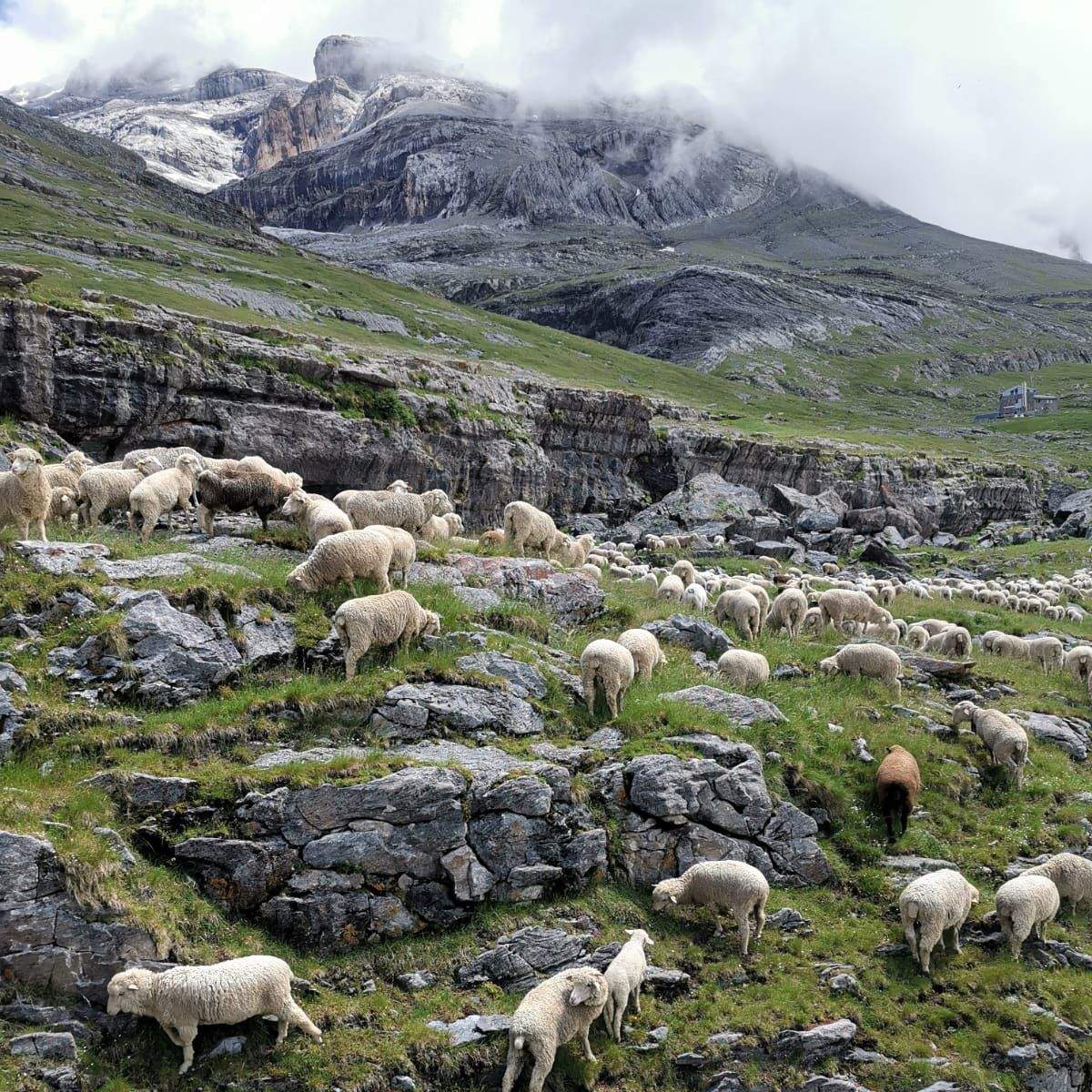 Rebaño de los hermanos Sorrosal en el puerto de Góriz. Foto: Luis Sorrosal