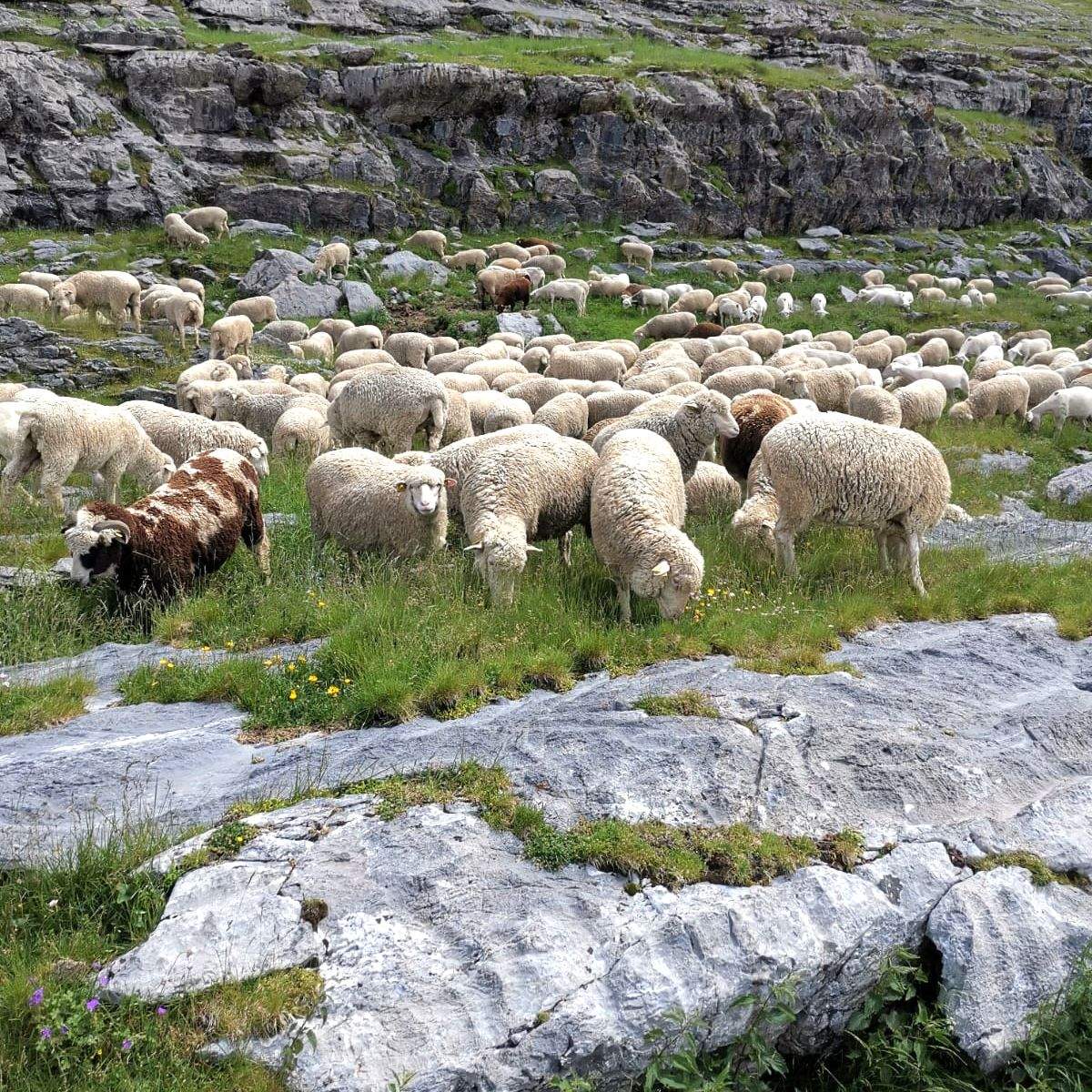 Rebaño de los hermanos Sorrosal en el puerto de Góriz. Foto: Luis Sorrosal