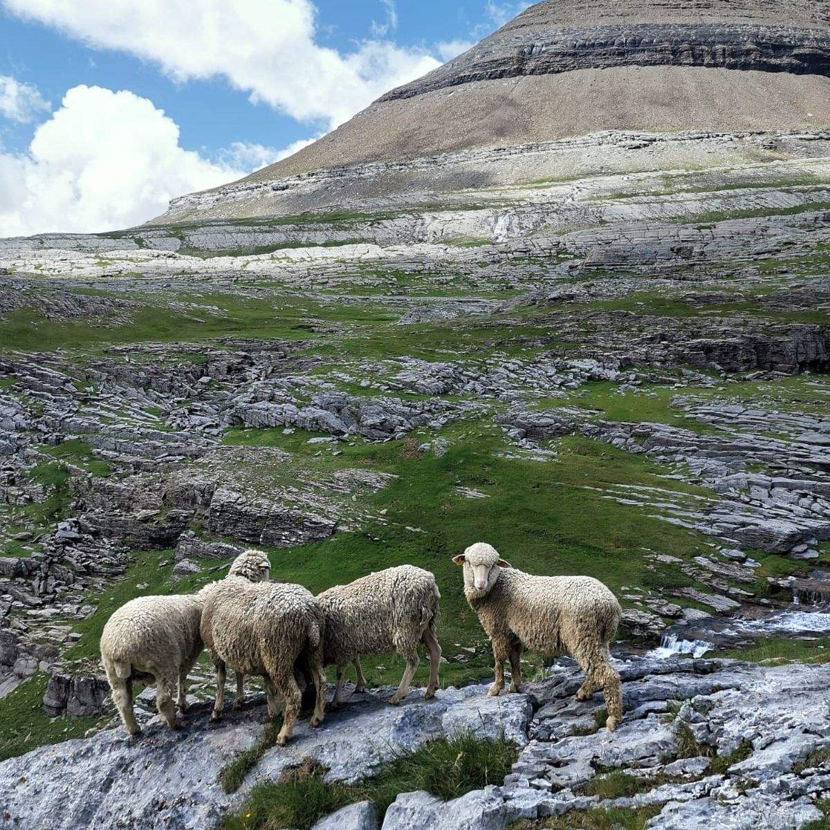 Rebaño de los hermanos Sorrosal en el puerto de Góriz. Foto: Luis Sorrosal