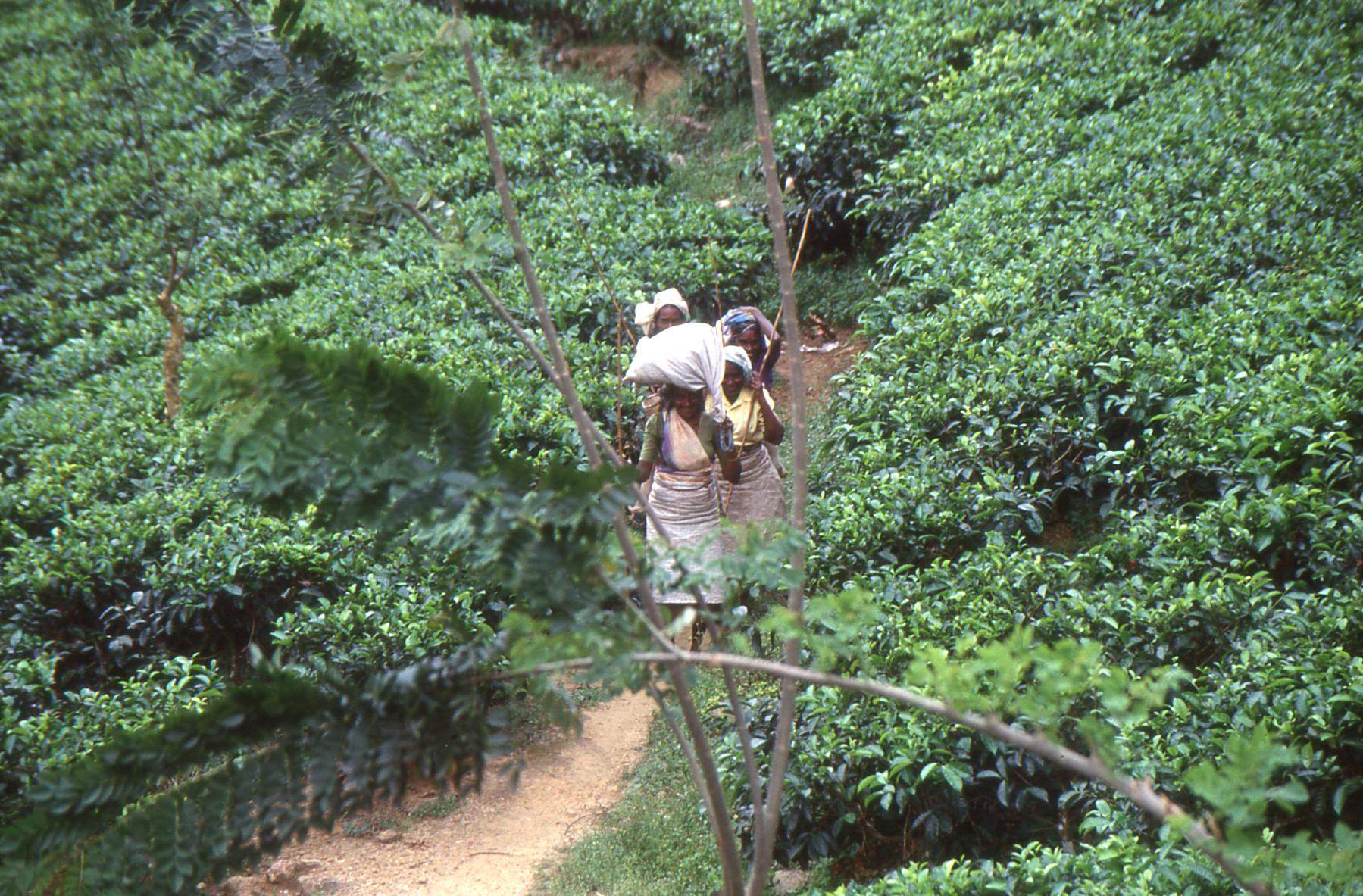 Viaje de Marco Pascual por Sri Lanka