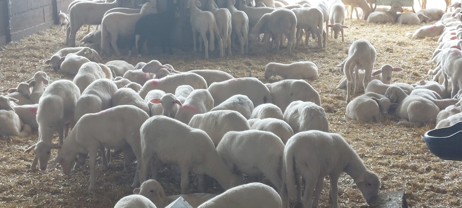 Visita de Ternasco de Aragón IGP por Aragón