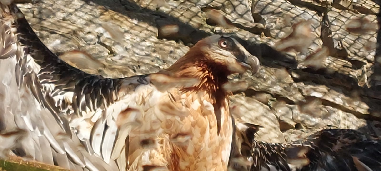 Visita de Ternasco de Aragón IGP por Aragón