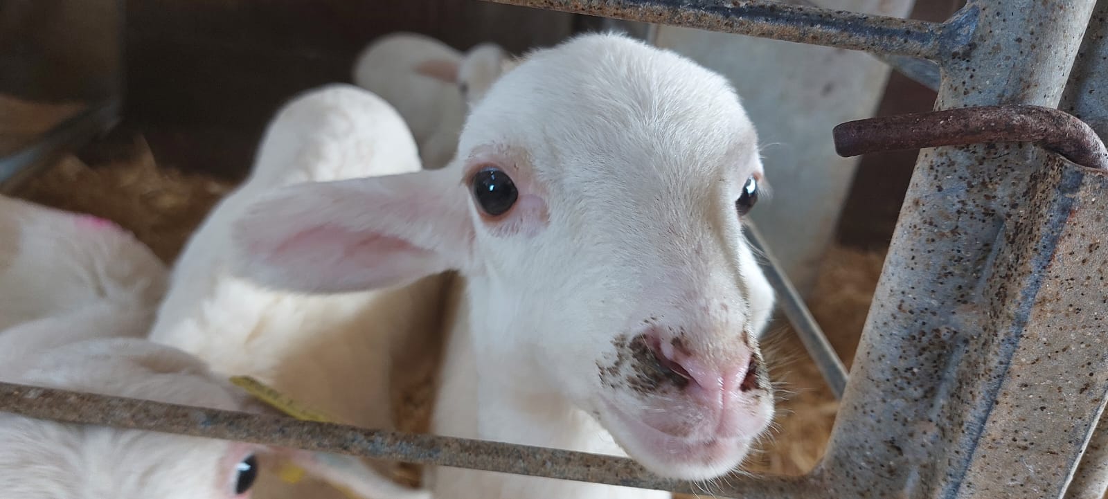 Visita de Ternasco de Aragón IGP por Aragón