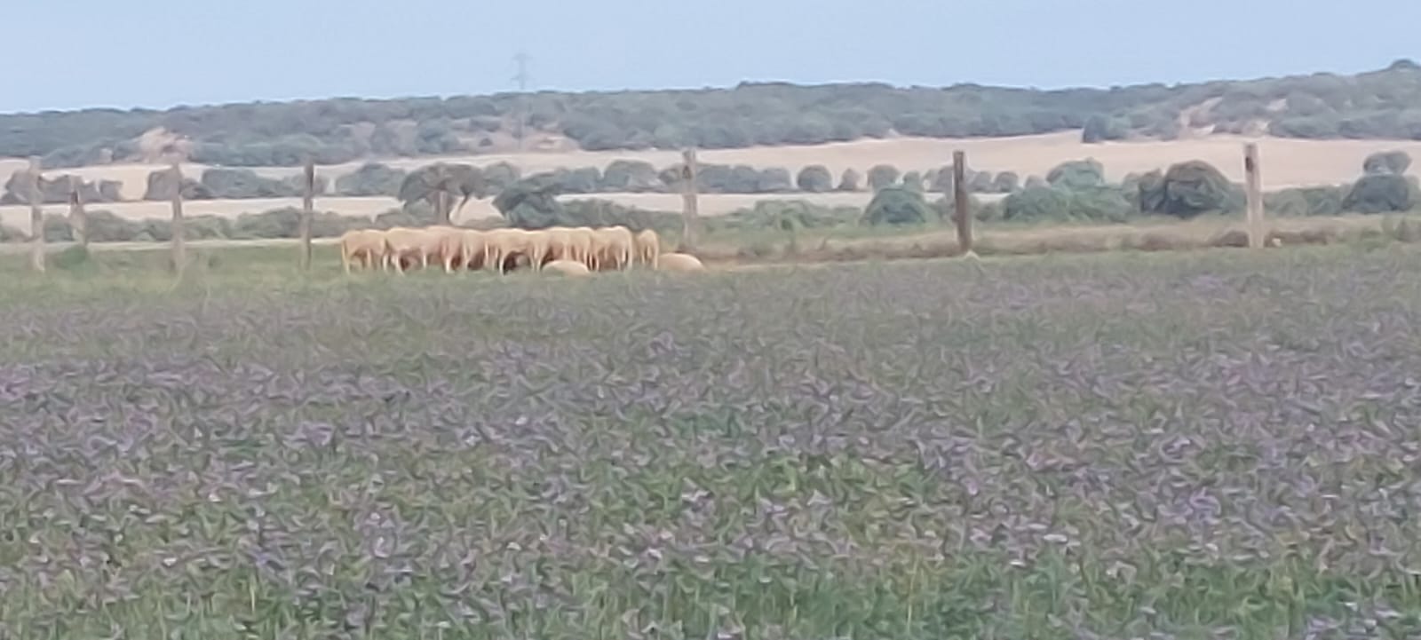 Visita de Ternasco de Aragón IGP por Aragón
