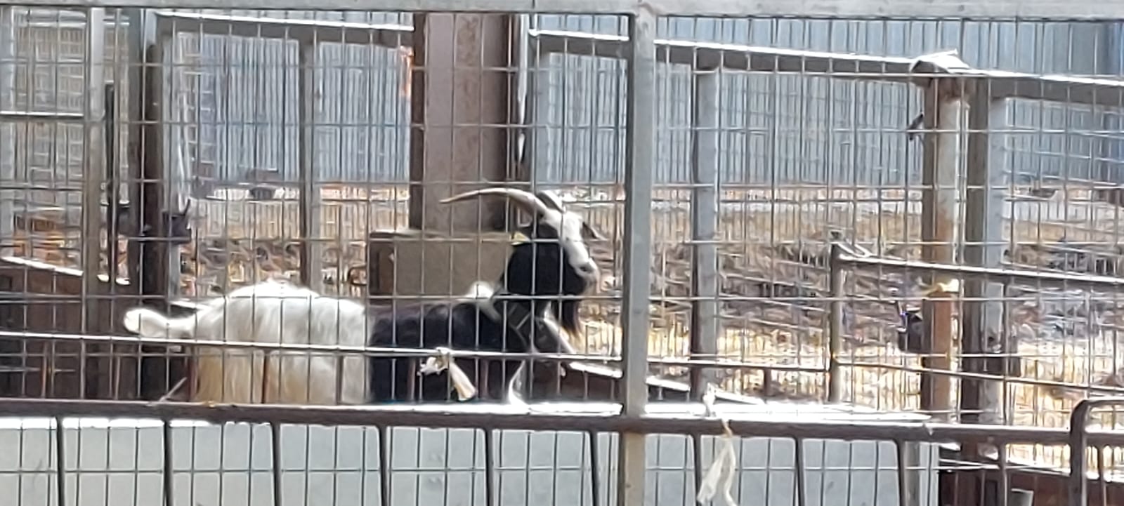 Visita de Ternasco de Aragón IGP por Aragón