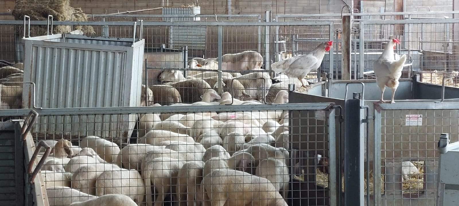 Visita de Ternasco de Aragón IGP por Aragón