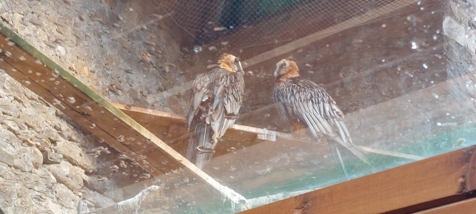 Visita de Ternasco de Aragón IGP por Aragón