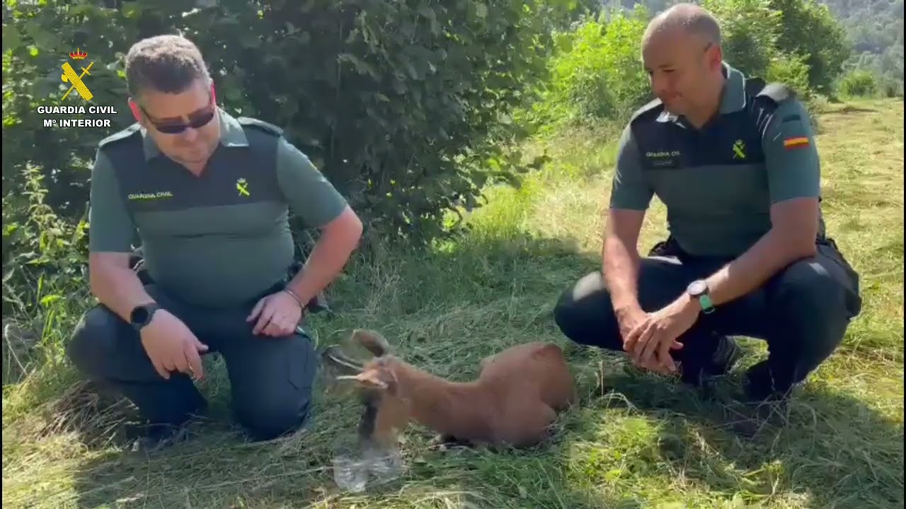 La Guardia Civil de Torla rescata a un rebeco herido y enfermo