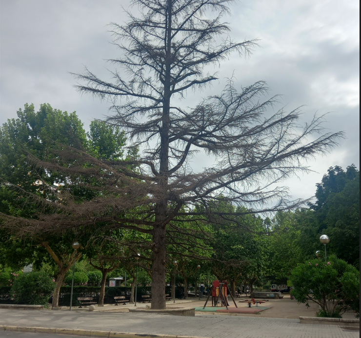 Cedro que va a ser talado en la avenida Martínez de Velasco de Huesca.