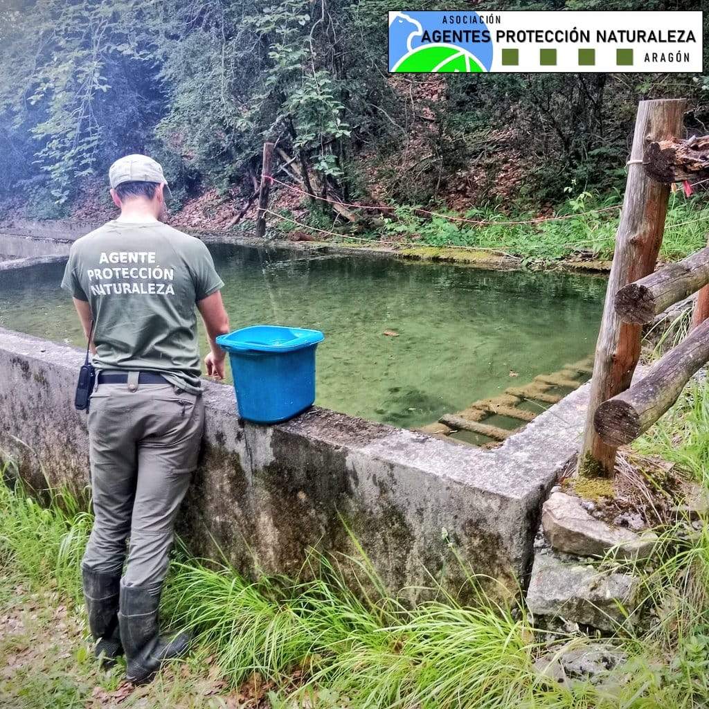 APN rescatan más de 500 anfibios atrapados en las piscinas de Ansó.