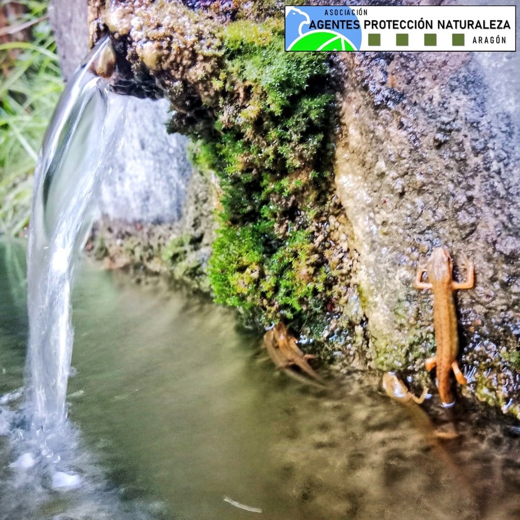 Rescate por parte de APN de anfibios en las piscinas de Ansó.