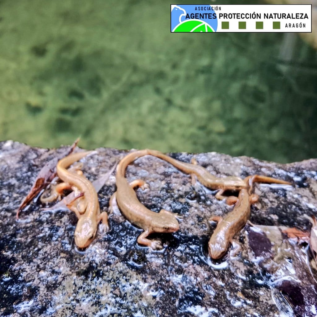  Rescate por parte de APN de anfibios en las piscinas de Ansó.