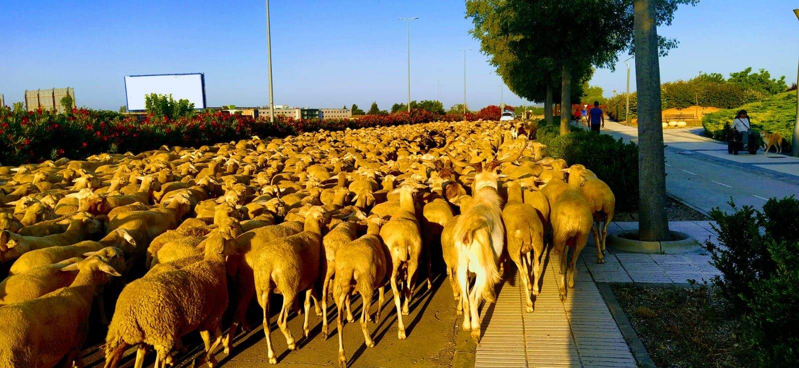 El rebaño ha recorrido más de 60 kilómetros. Foto Joaquín Santafé