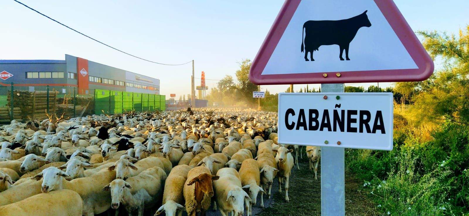 La ciudad de Huesca tiene un paso marcado como cabañera. Foto Joaquín Santafé