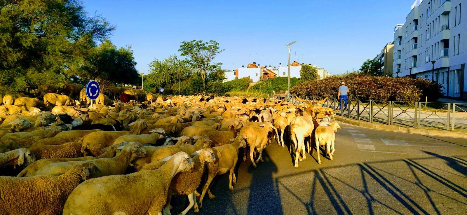 El rebaño ha estado comiendo el rastrojo que quedaba en el entorno de la ciudad. Foto Joaquín Santafé