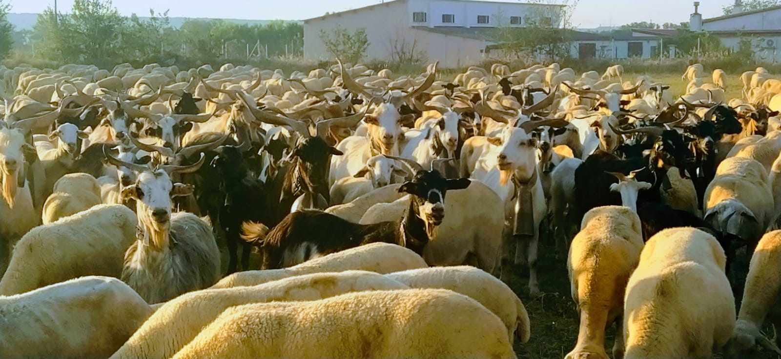 En el rebaño había ovejas y cabras. Foto Joaquín Santafé