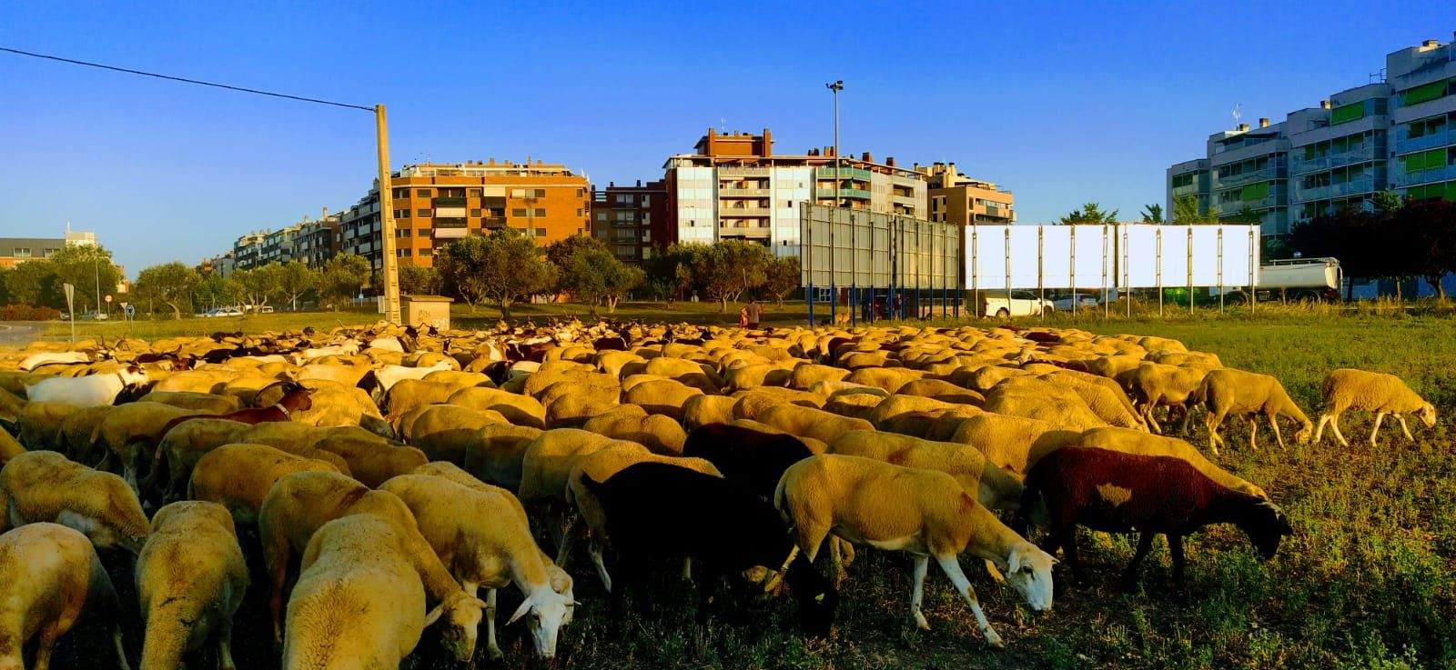 El rebaño, pasando por Huesca. Foto Joaquín Santafé