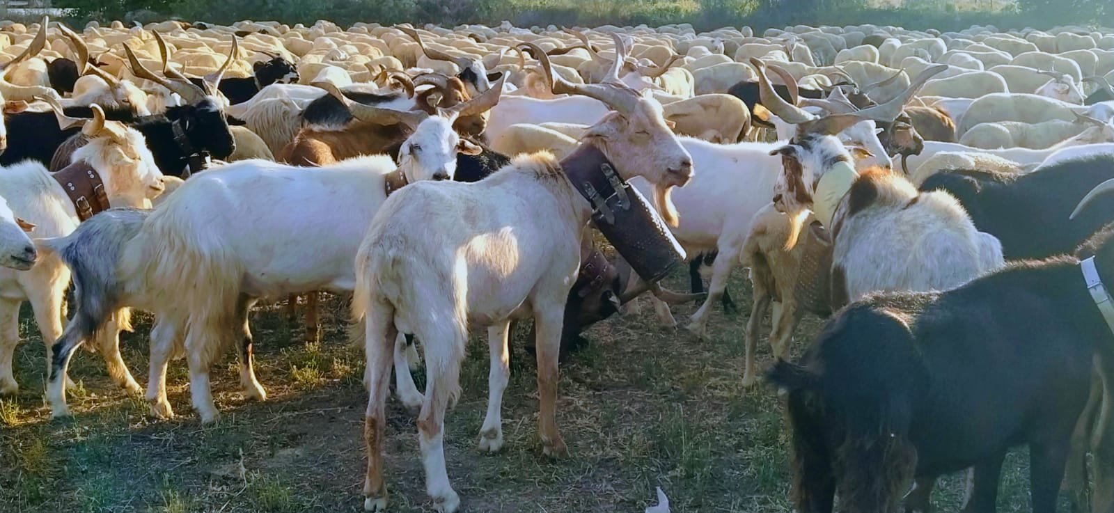 El rebaño, pasando por Huesca. Foto Joaquín Santafé