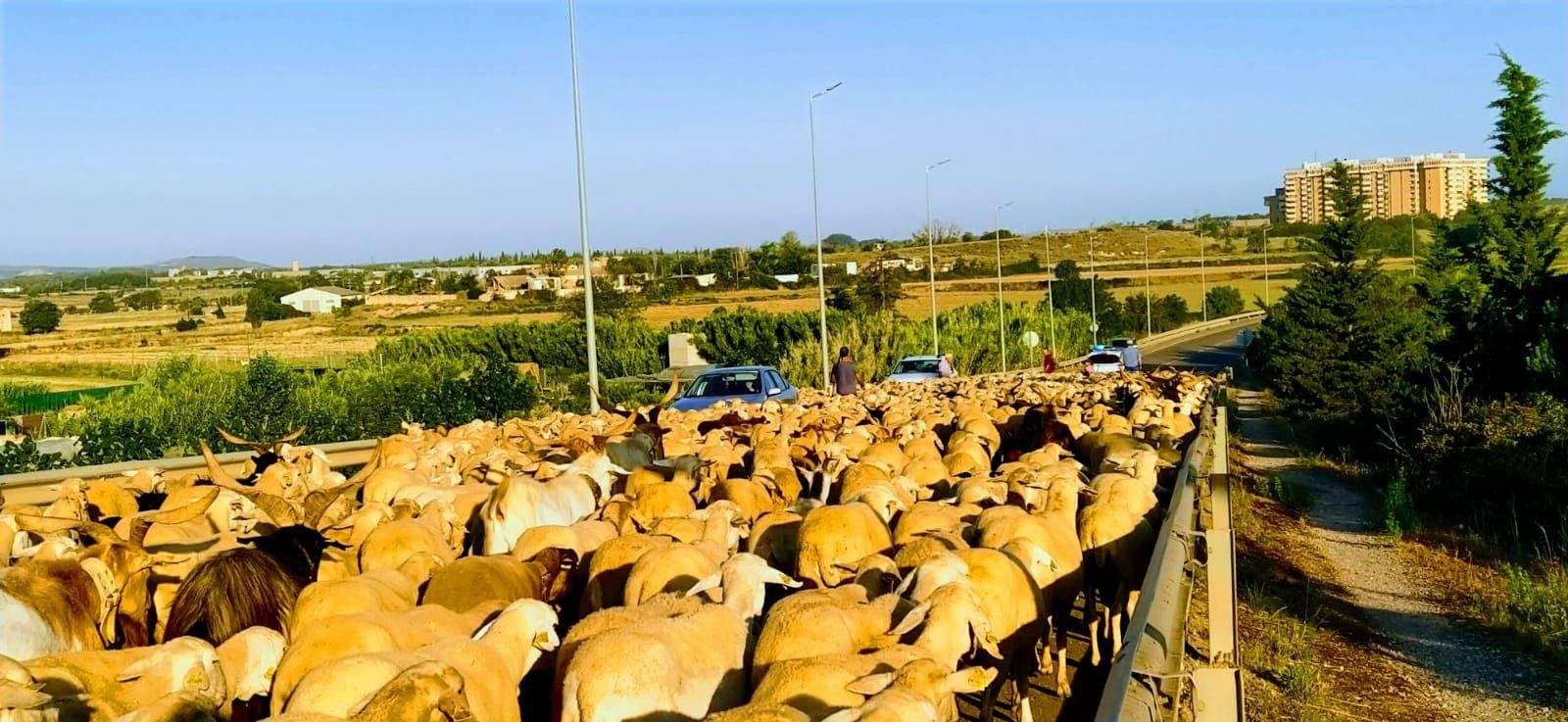 El rebaño, pasando por Huesca. Foto Joaquín Santafé