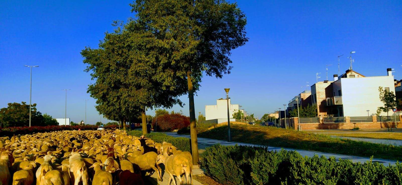 El rebaño, pasando por Huesca. Foto Joaquín Santafé
