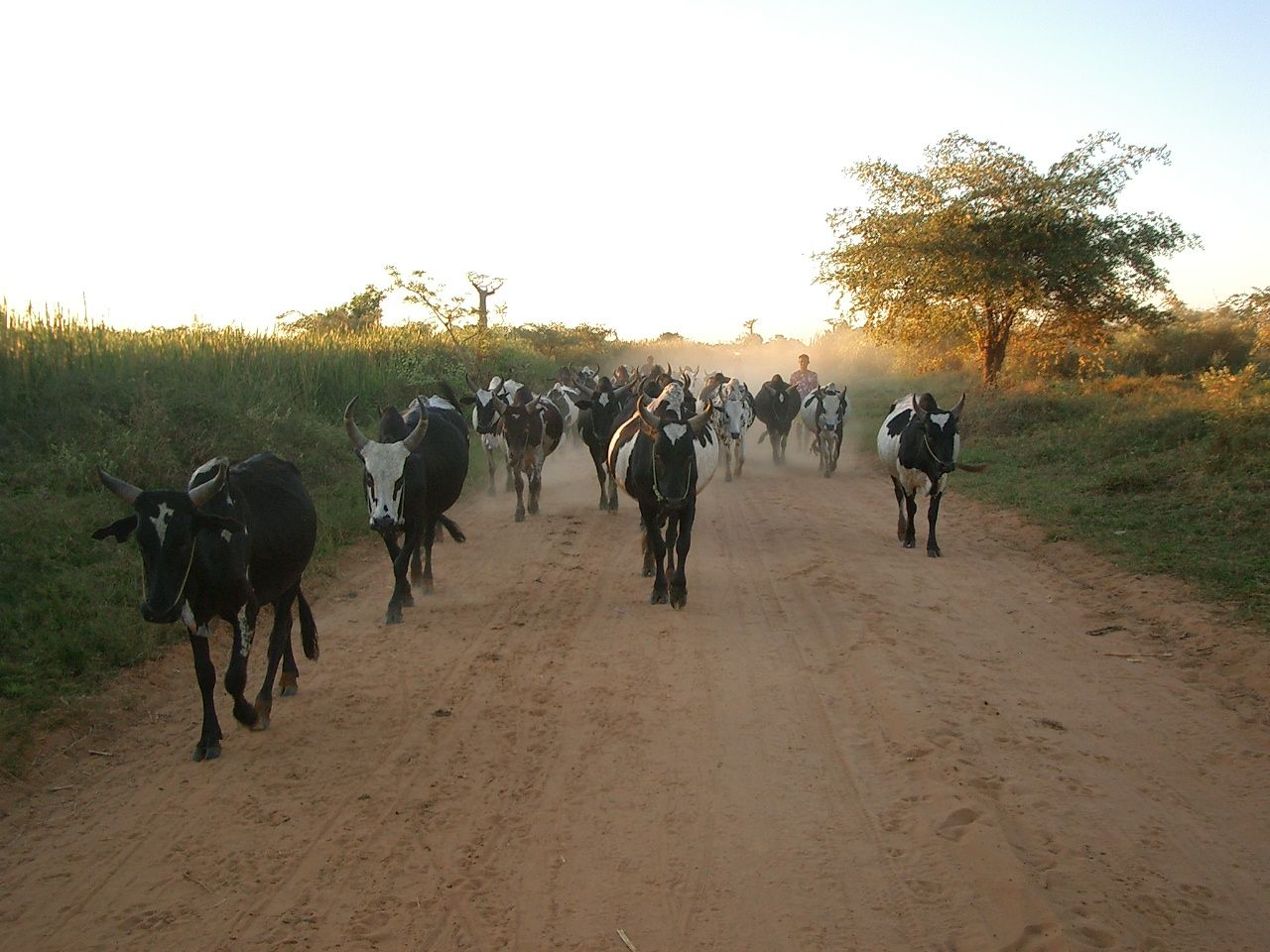Viaje de Marco Pascual por Madagascar.