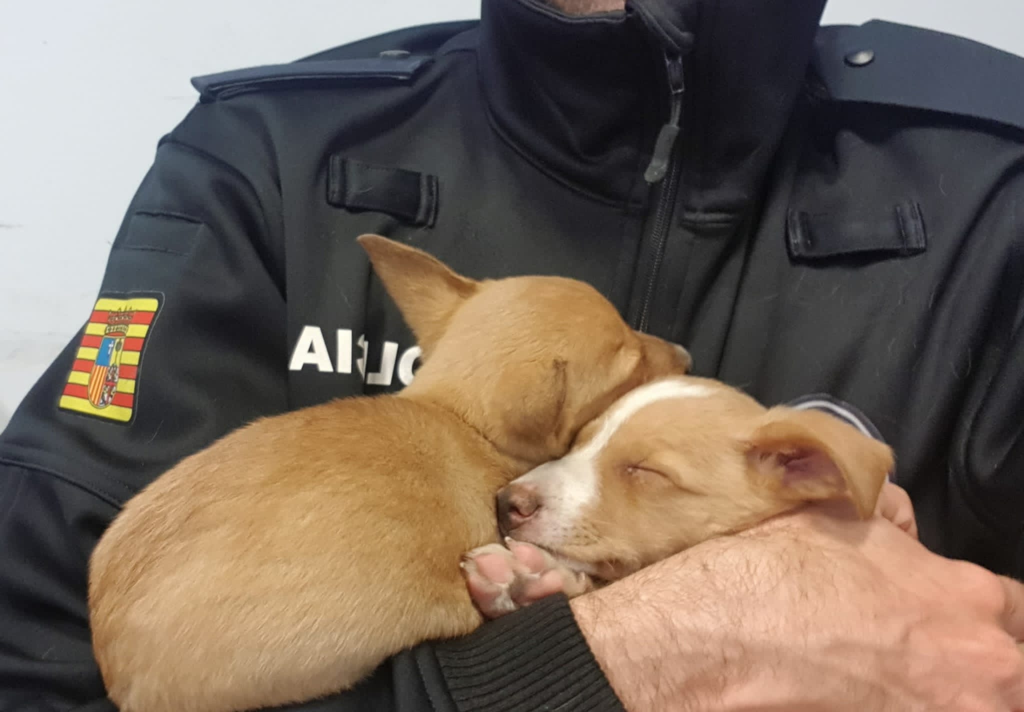 Los dos cachorros encontrados en brazos de un agente de la Policía Local.