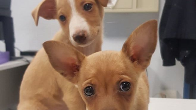 Imagen de los dos cachorros hallados este domingo en el paseo Lucas Mallada. Imagen de los dos cachorros hallados este domingo en el paseo Lucas Mallada.