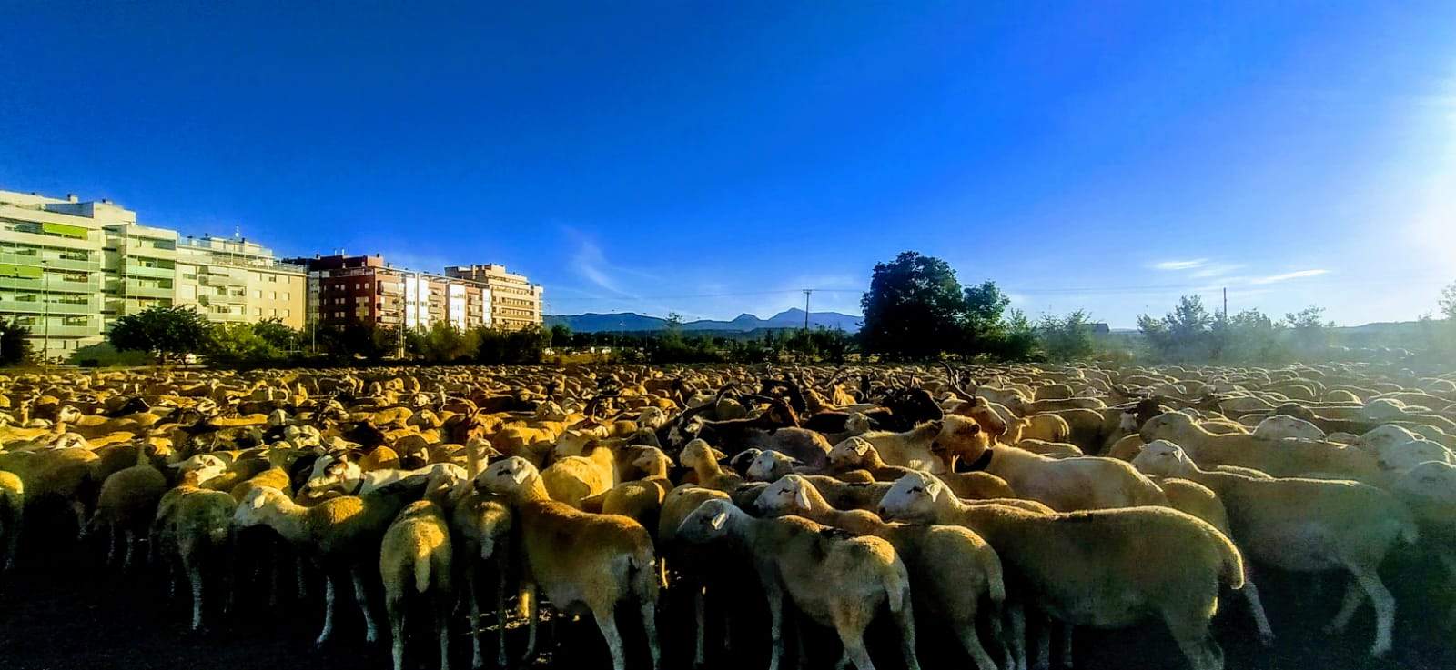 El rebaño se ha alimentado de los rastrojos de los campos cosechados y, a cambio, las ovejas han dejado abonado el terreno. Foto Joaquín Santafé 