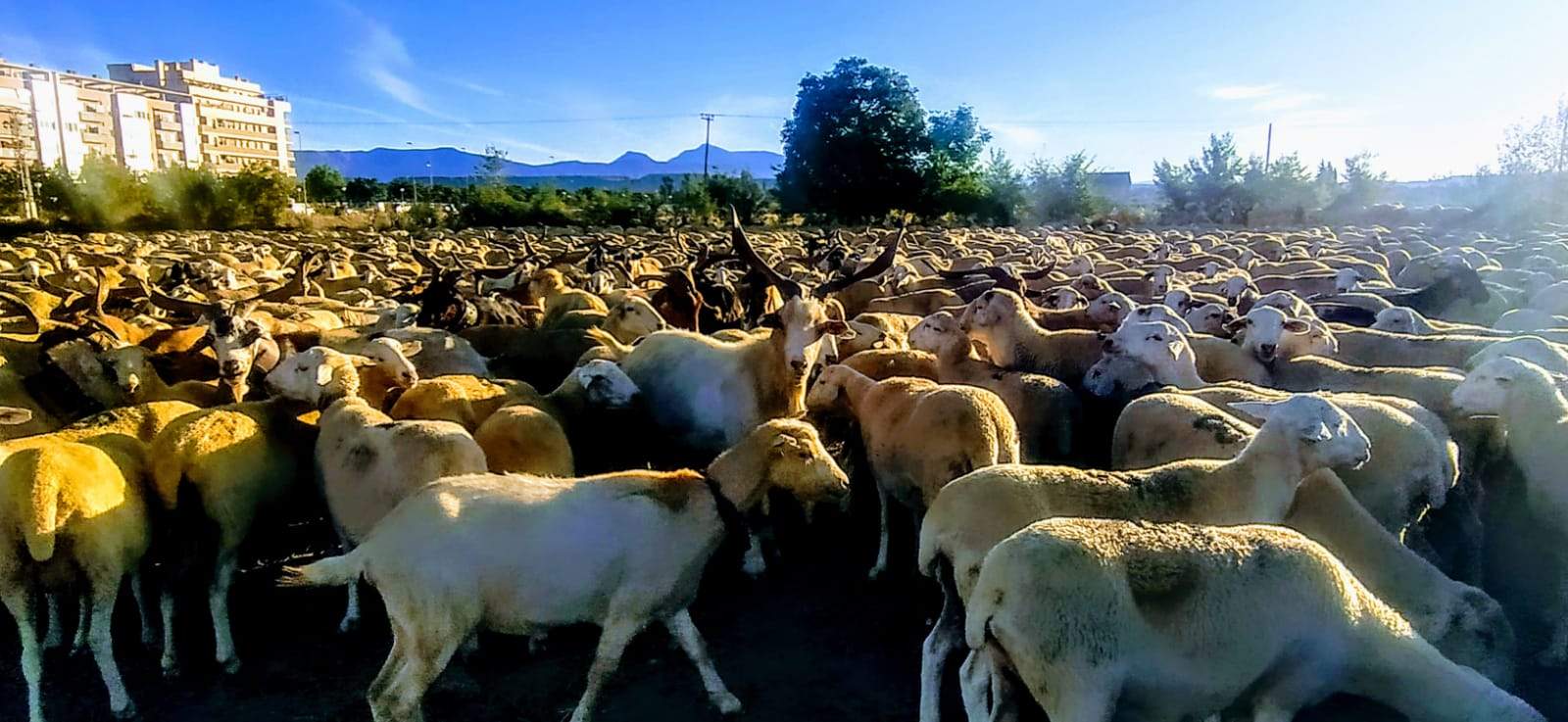 Paso por Huesca. Foto Joaquín Santafé 