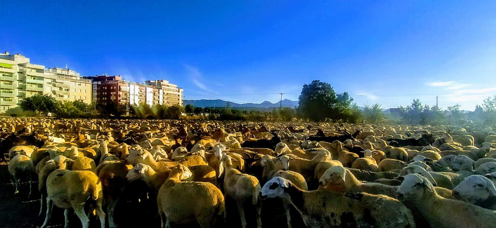 Las ovejas, haciendo un descanso muy cerca de la ciudad, a la vista de las casas, con la Sierra de Guara de fondo. Foto Joaquín Santafé