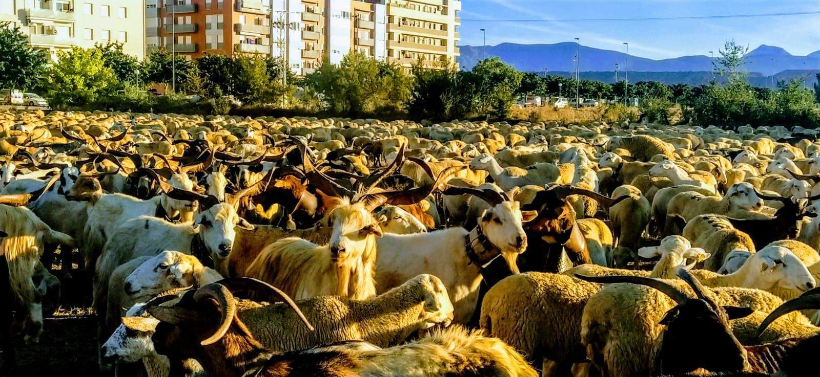 Paso por Huesca. Foto Joaquín Santafé