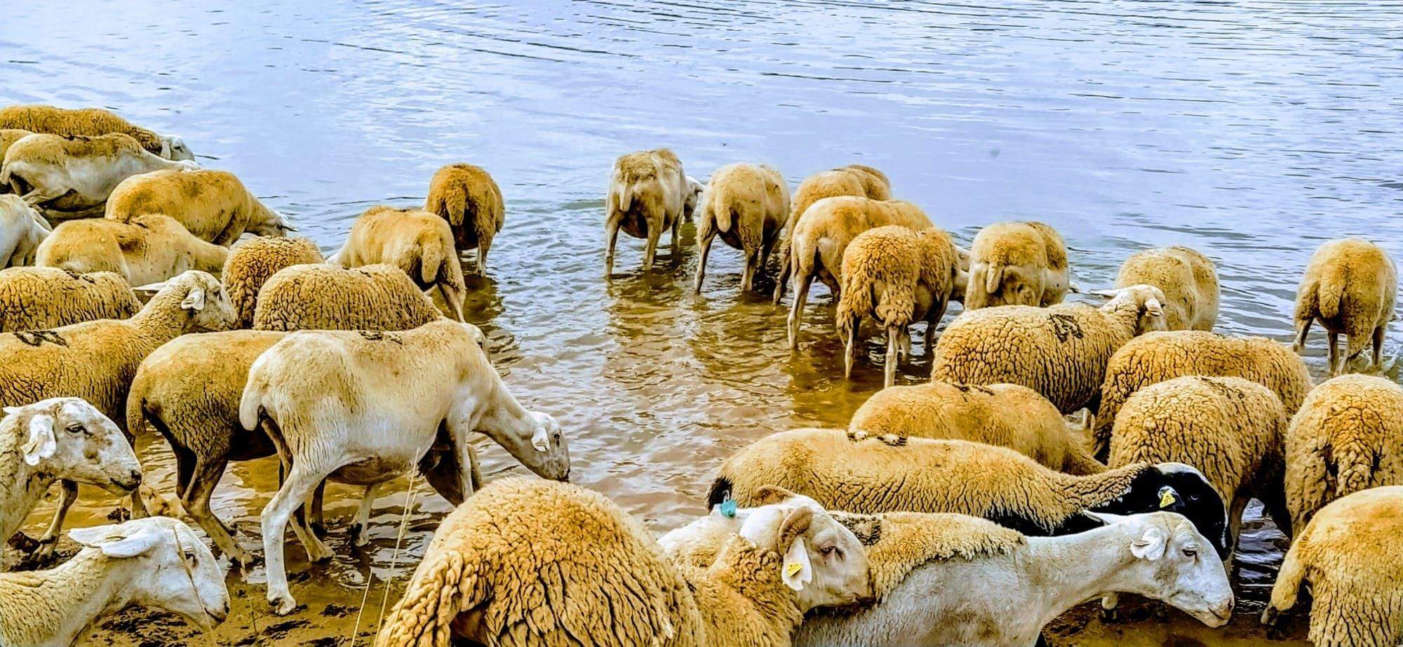  Hasta este pasado viernes, las teníamos en los rastrojos del entorno del embalse de Valdabra, donde acudían  a abrevarse y a refrescarse. Foto Joaquín Santafé 