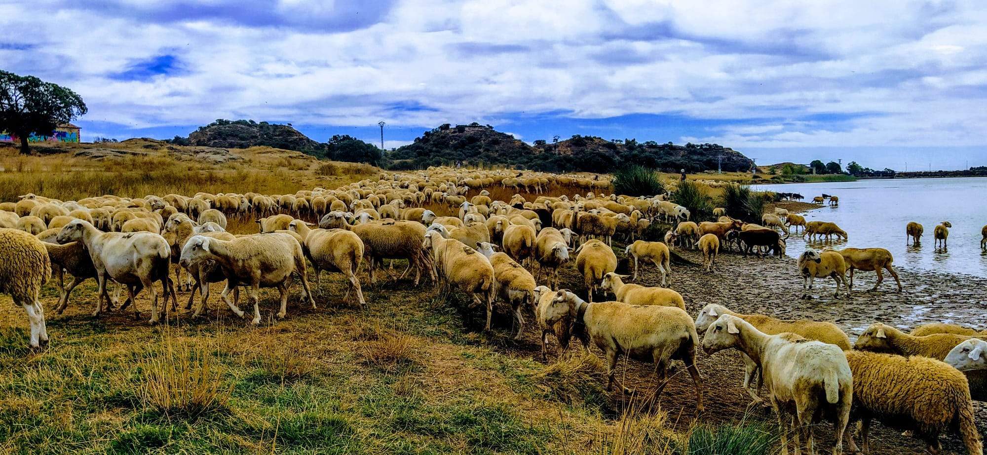 Abrevando en Valdabra. Foto Joaquín Santafé