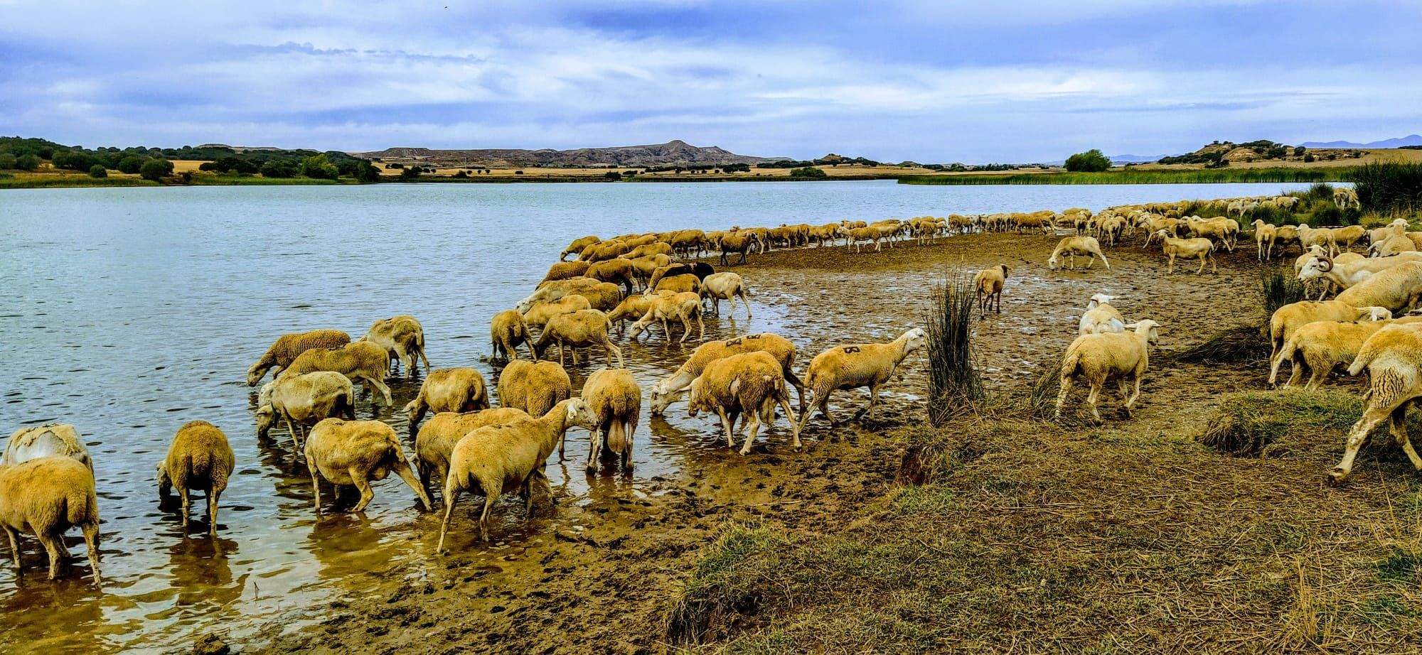 Abrevando en Valdabra. Foto Joaquín Santafé 