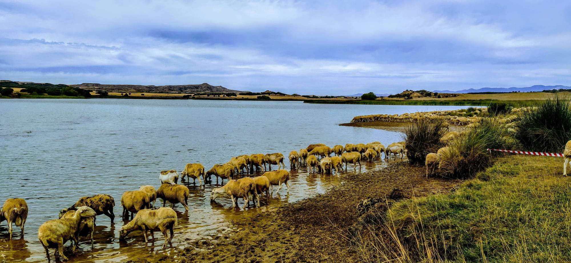 Abrevando en Valdabra. Foto Joaquín Santafé 