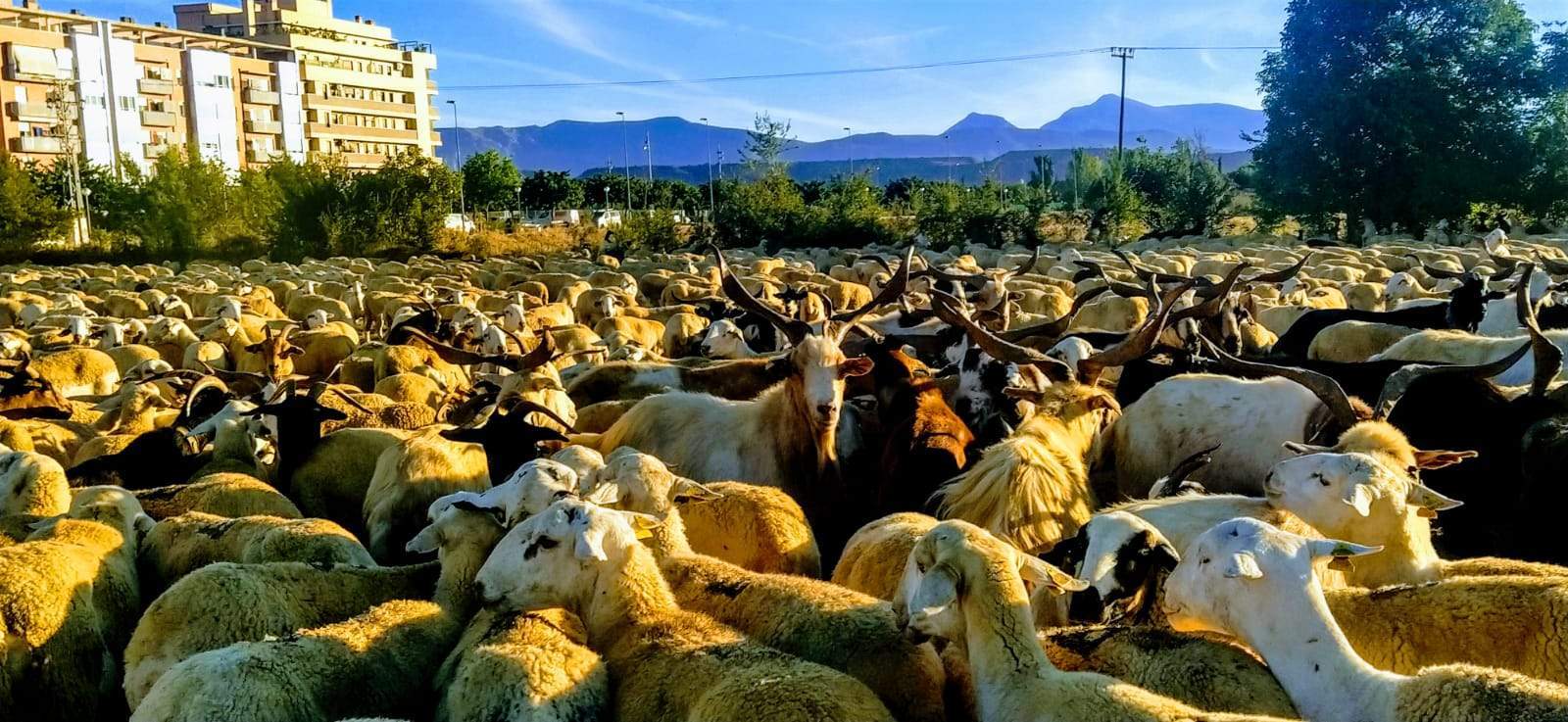 Una vez han descansado, rebaño y pastores han cogido el camino hacia su lugar de origen en la Comarca de los Monegros.  Lo hacen tal como vinieron, andando, por el trazado de la cañada, toda una tradición. Foto Joaquín Santafé 
