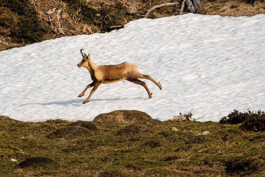 Un ejemplar de sarrio.