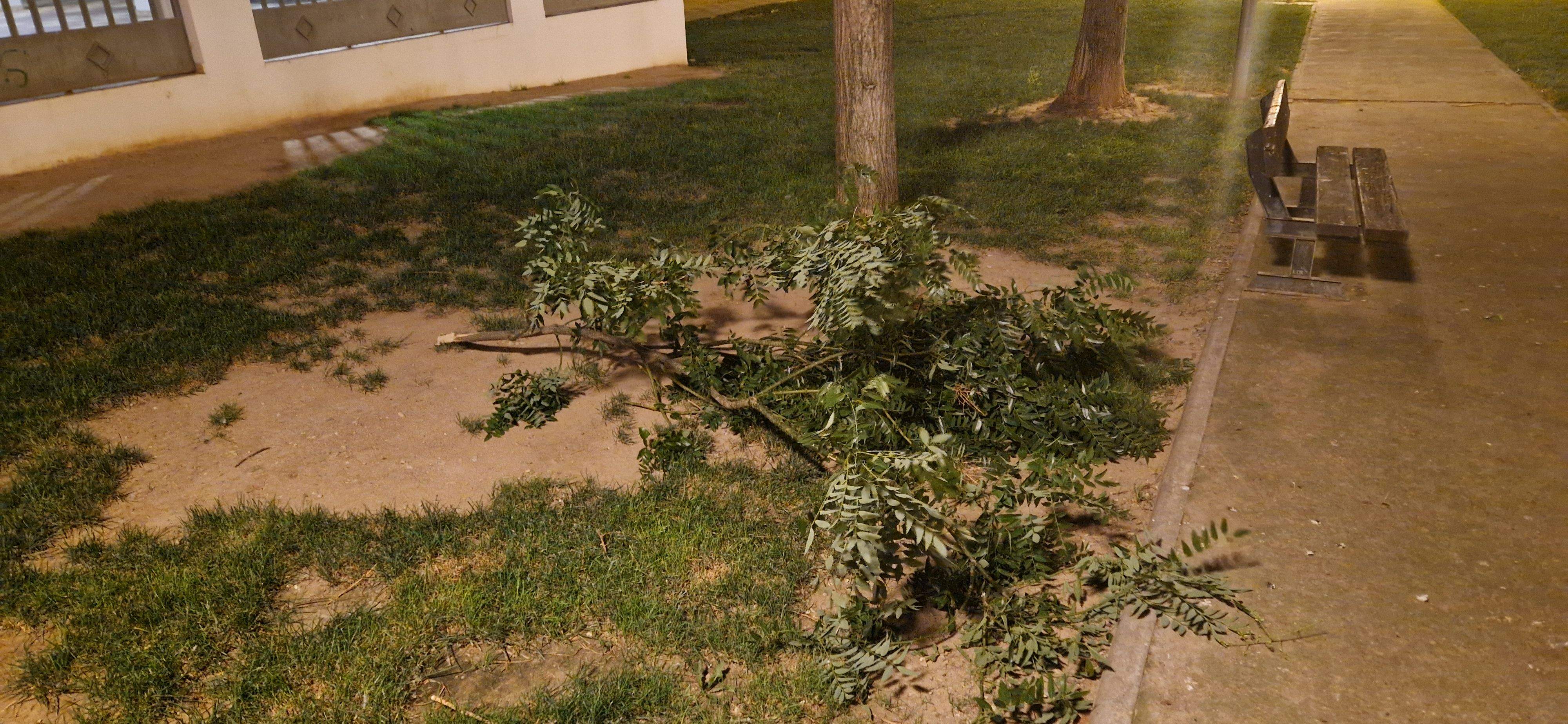 Consecuencias del fuerte viento que ha soplado en Huesca. Foto Myriam Martínez
