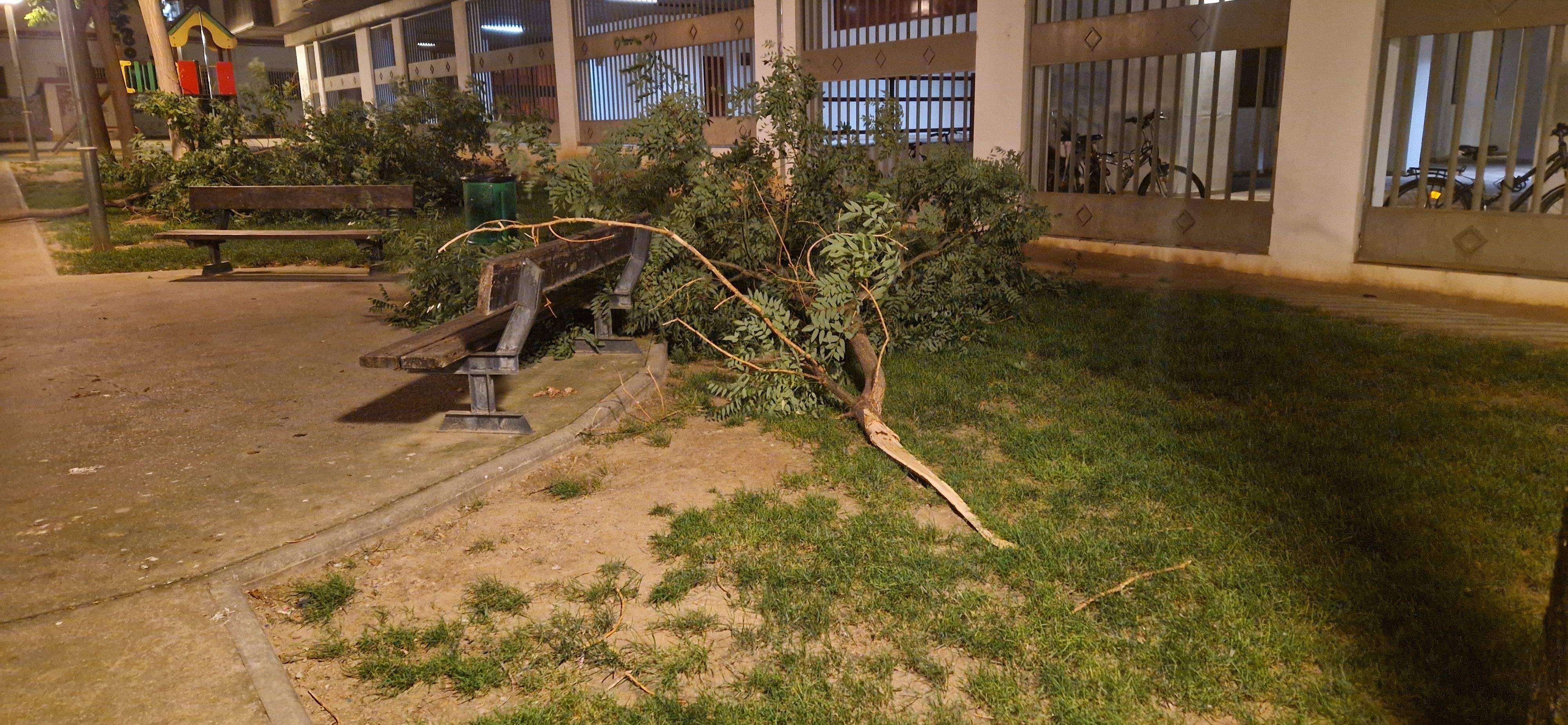 Consecuencias del fuerte viento que ha soplado en Huesca. Foto Myriam Martínez