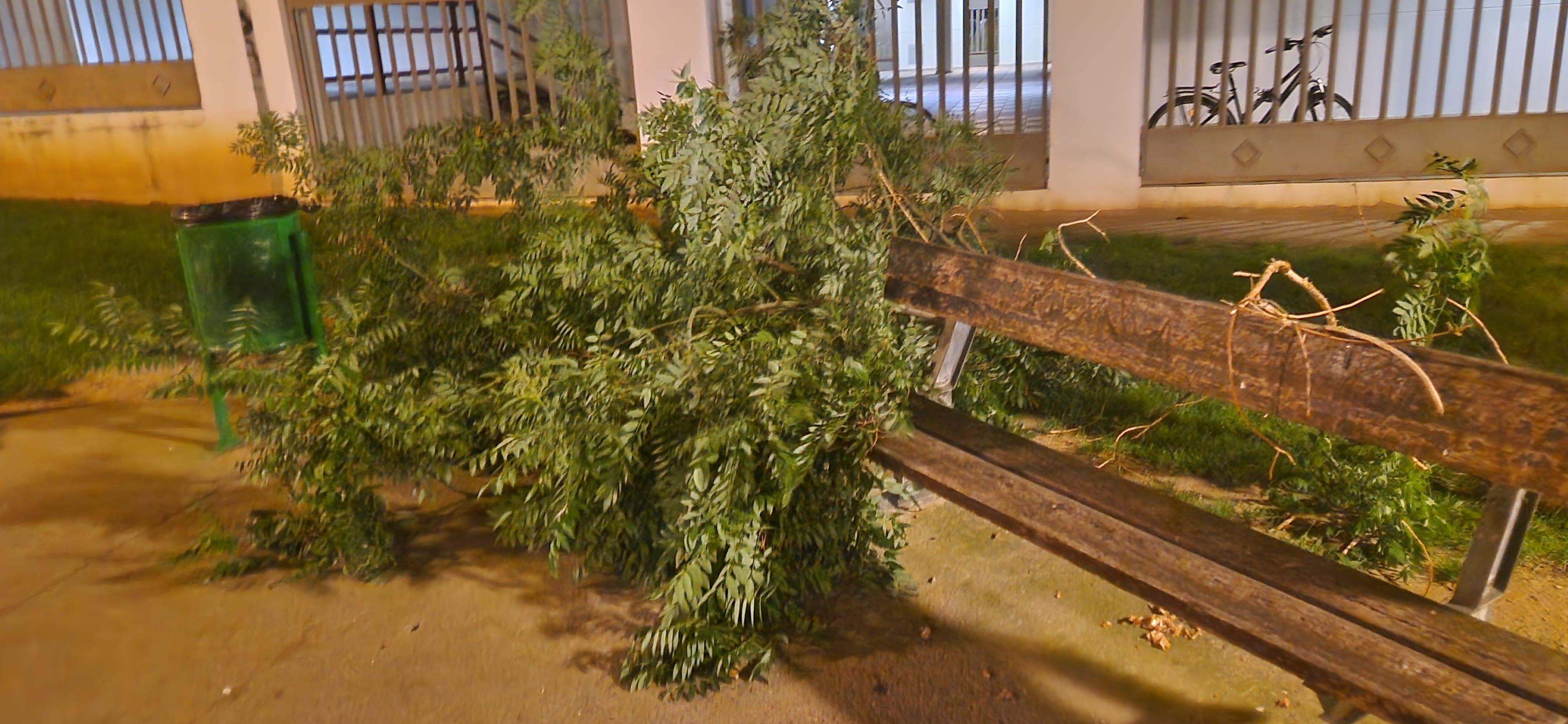 Consecuencias del fuerte viento que ha soplado en Huesca. Foto Myriam Martínez