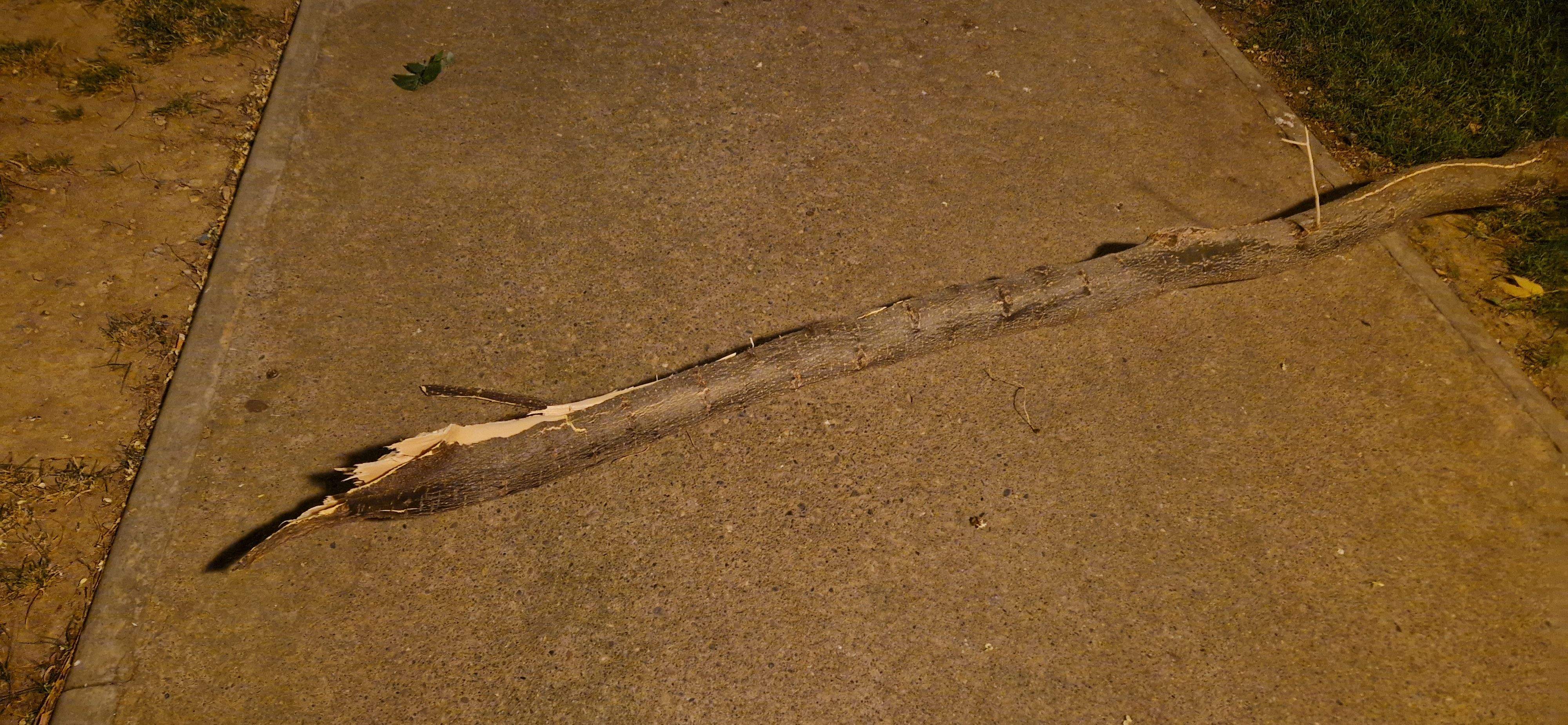 Consecuencias del fuerte viento que ha soplado en Huesca. Foto Myriam Martínez