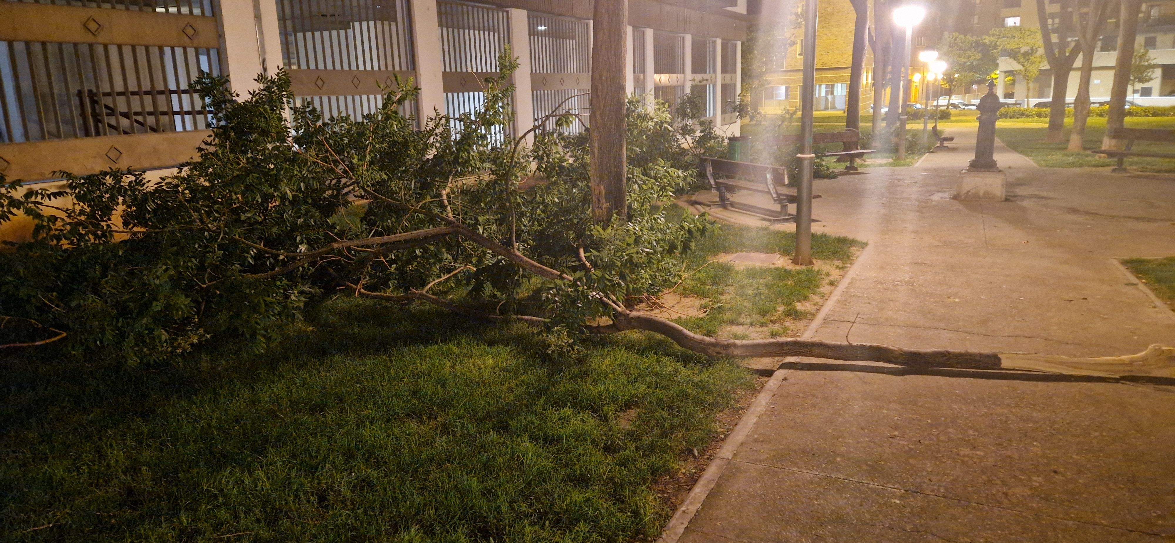 Consecuencias del fuerte viento que ha soplado en Huesca. Foto Myriam Martínez