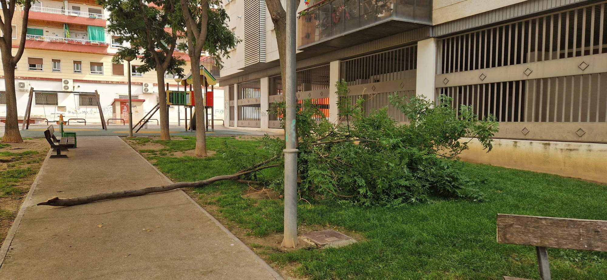 Pasaje Almériz. El "excepcional" temporal desatado en Huesca deja su huella en el arbolado de la ciudad. Foto Myriam Martínez