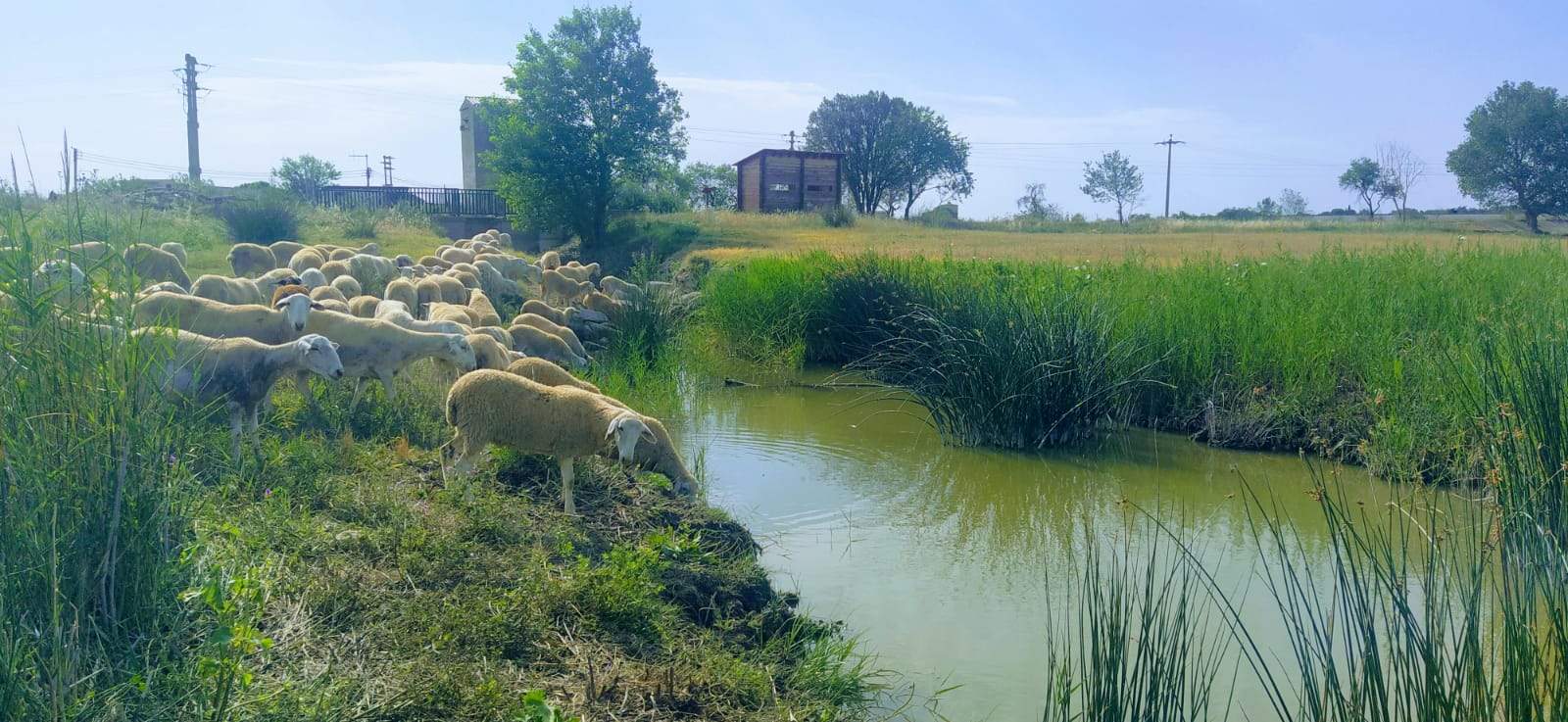 Con muy poca agua tenemos la Alberca de Loreto. Foto Joaquín Santafé