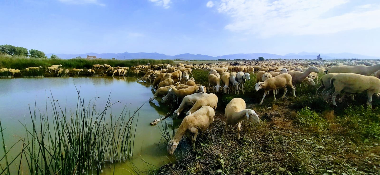 Allí ha establecido su aprisco, con una cerca, el rebaño que este fin de semana llegó en trashumancia a Huesca