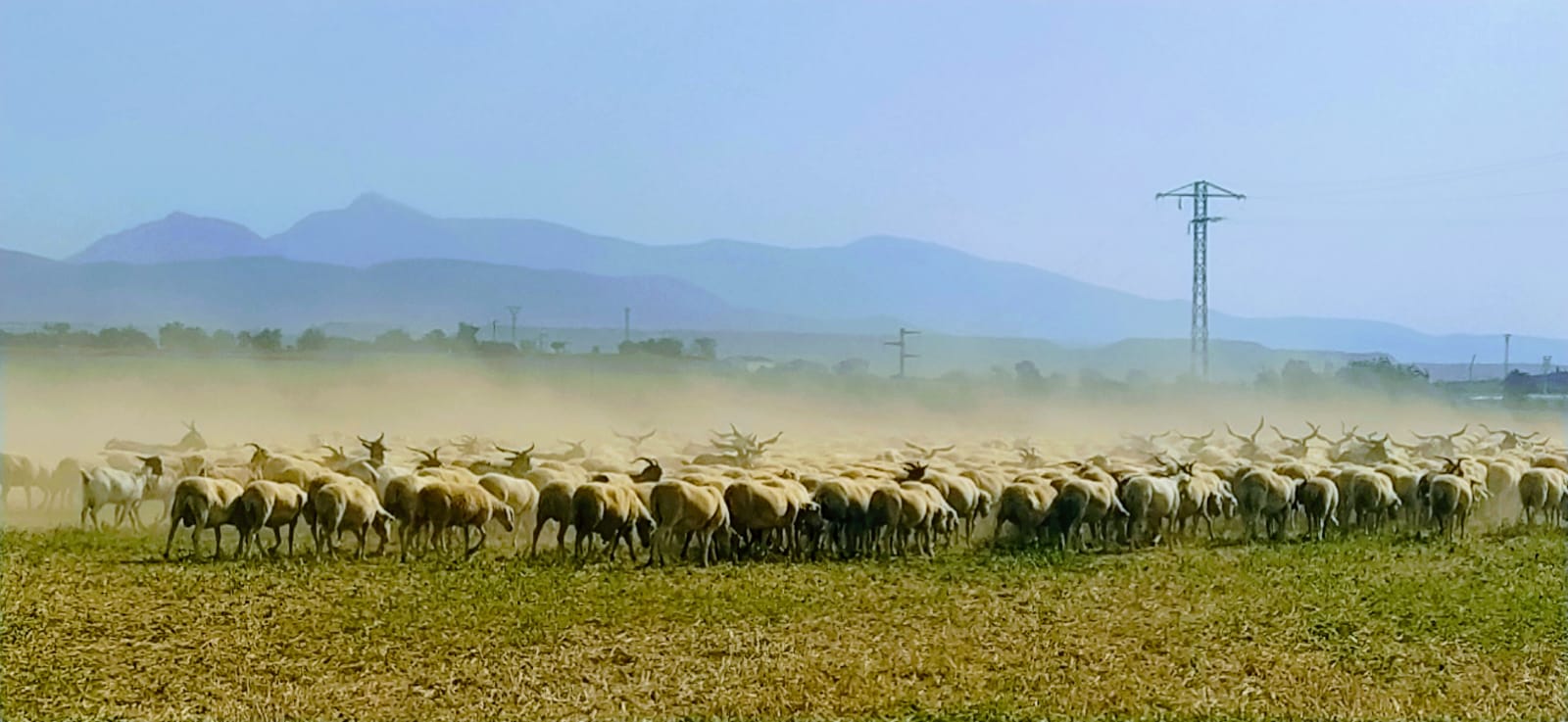  Pedro es su pastor y le acompaña su perro de confianza, Jorry. Foto Joaquín Santafé