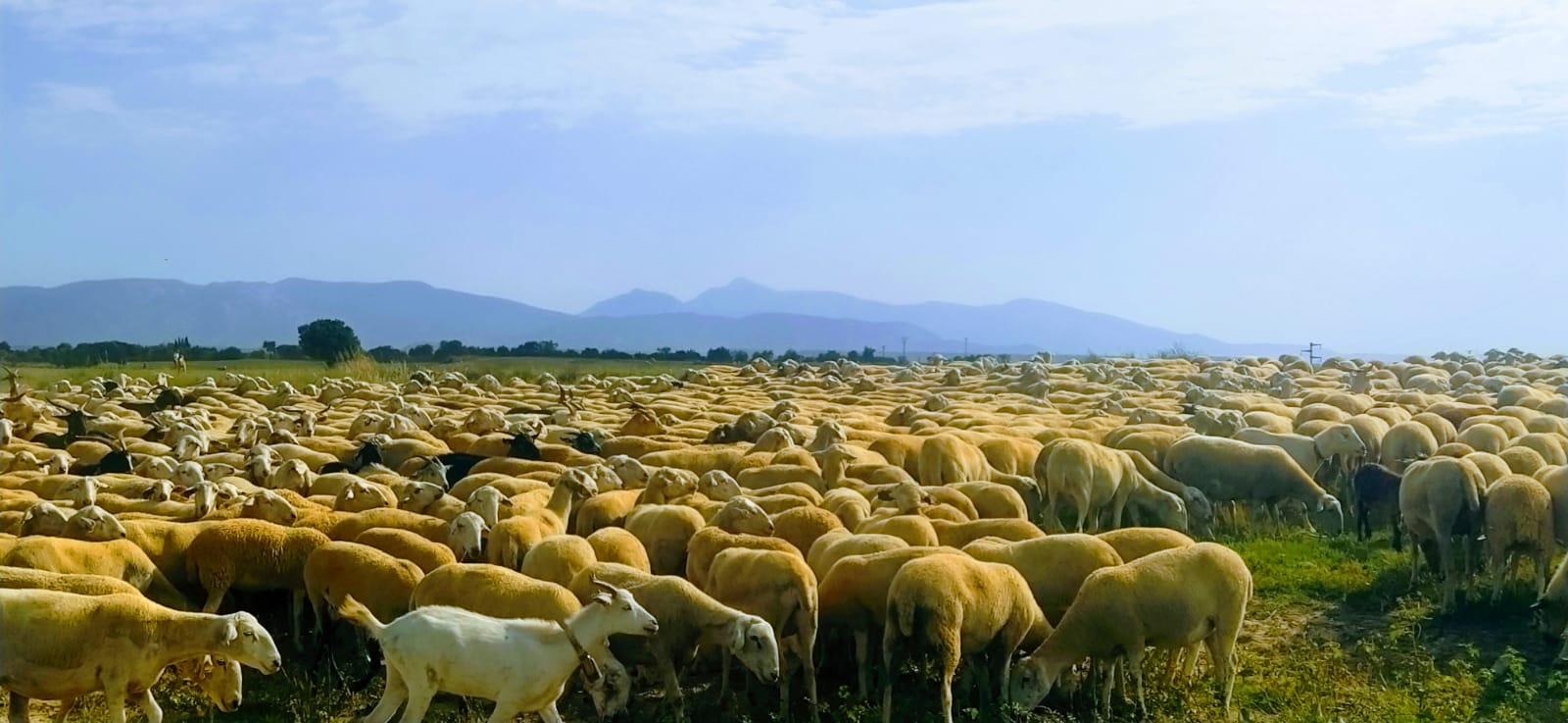 Los animales pastan en los rastrojos del entorno de la Alberca, en la que abrevan para saciar su sed. Foto Joaquín Santafé