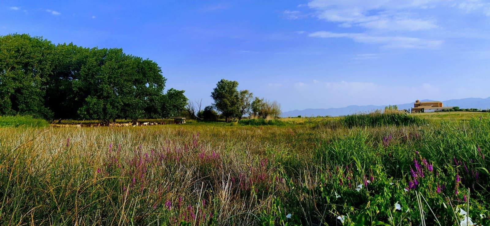 El entorno se ha convertido en un pastizal con toda clase de florecillas por el que se puede pasear. Foto Joaquín Santafé