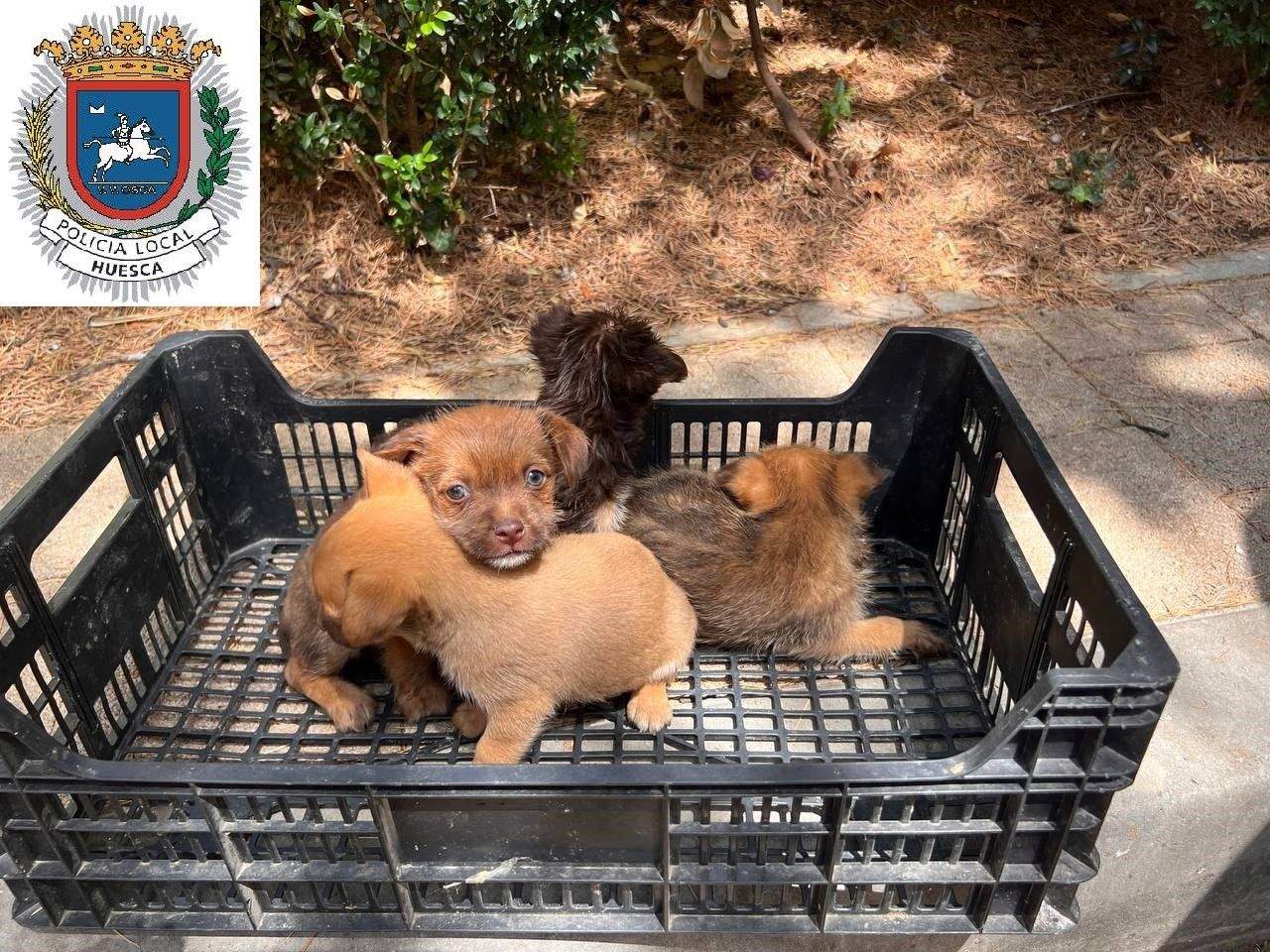 Cachorros aprehendidos en el Paseo Ramón y Cajal